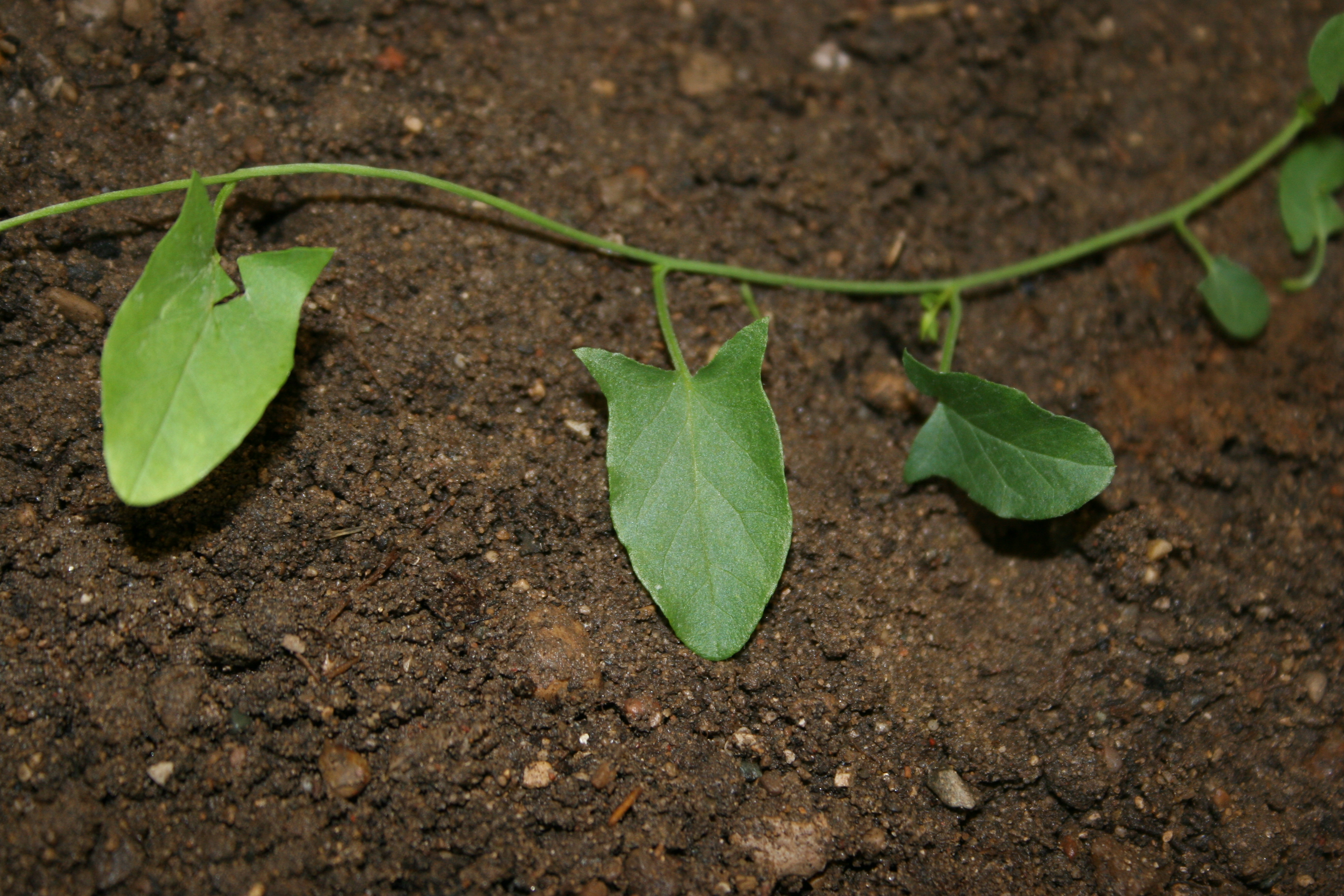 Arrow-shaped leaves.